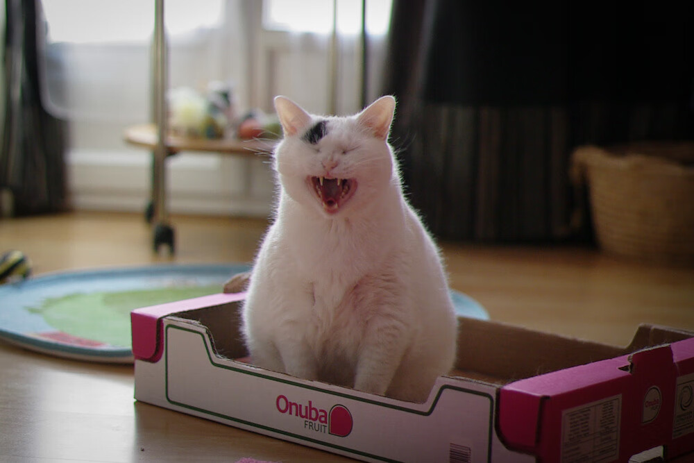 开云体育app-沙特的金元足球，当关键先生卡瓦哈尔成为压垮罗马的最后一根稻草