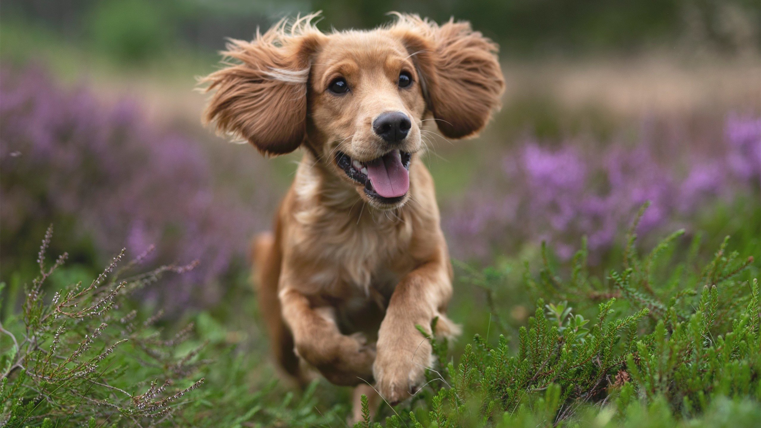 2026世界杯风云录，爱尔兰连击压制卡塔尔，三笘薰超凡接管绿茵战场