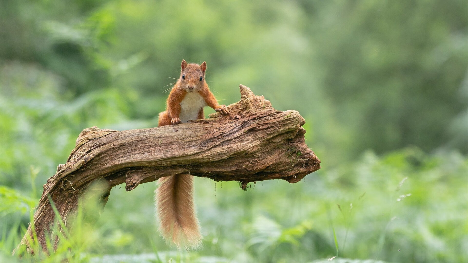 竞技巅峰,F1年度争冠焦点战与掘金淘汰辽宁队的双重奏