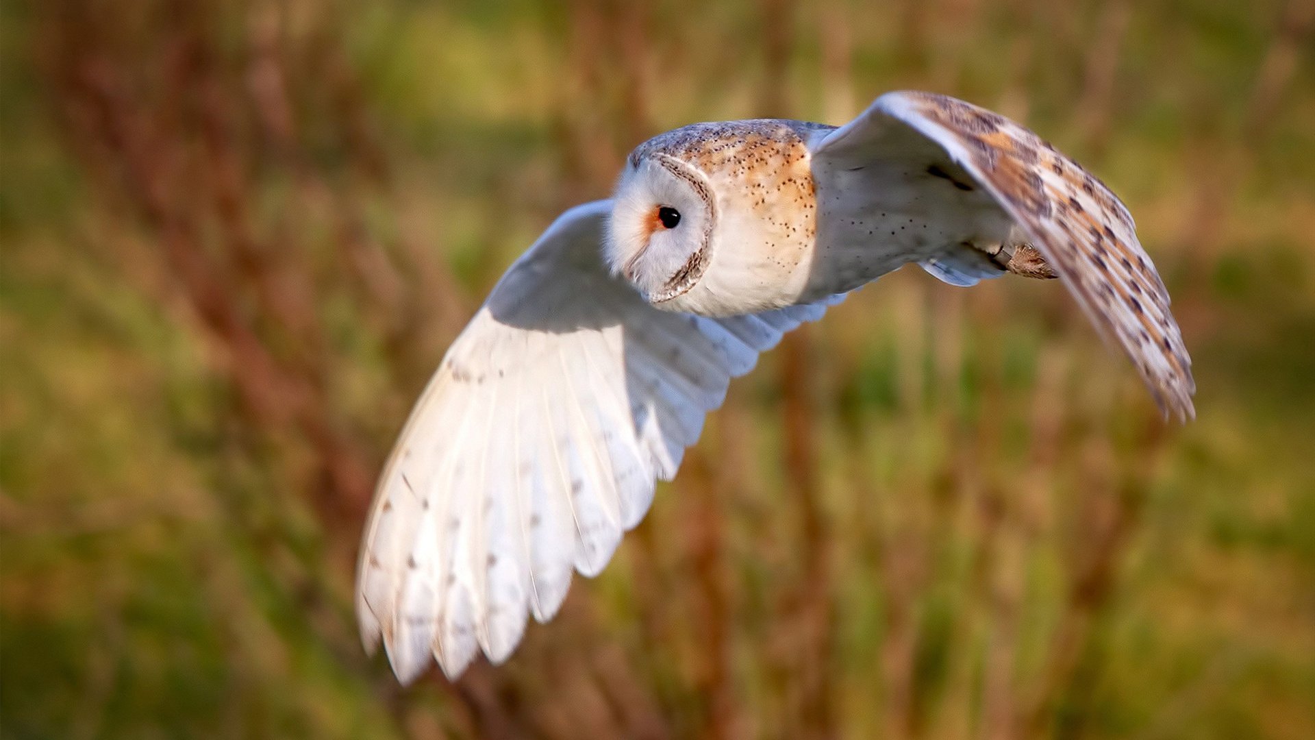 开云APP-当黄色潜水艇击碎尼斯幻梦，冷门与杀神的足球辩证