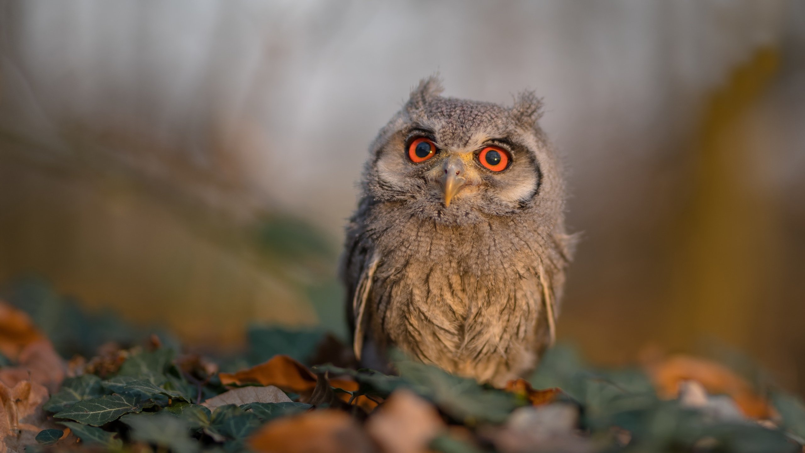 开云APP-福登扛旗，阿森纳力战澳大利亚，一场友谊赛的荣耀与挑战