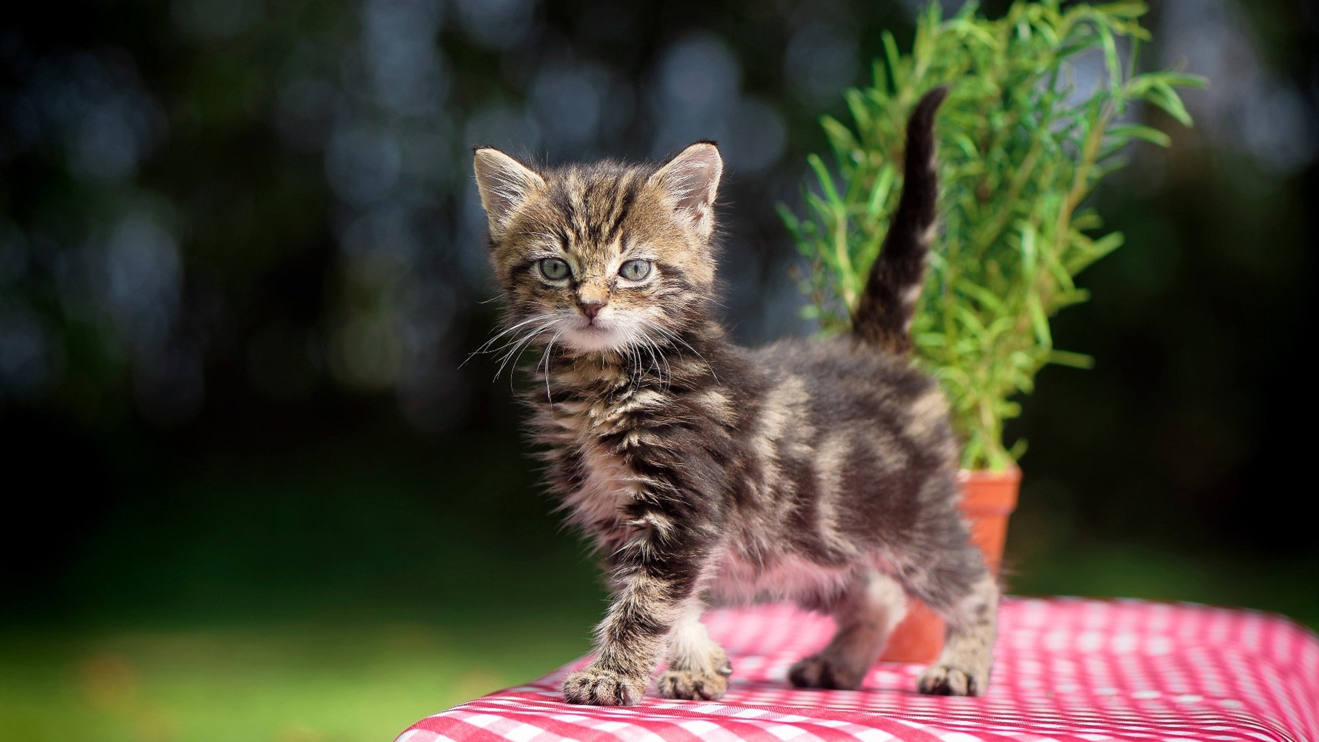 开云官网-黄喜灿梅开二度，爱尔兰关键战2-1力克卡塔尔挺进争冠组