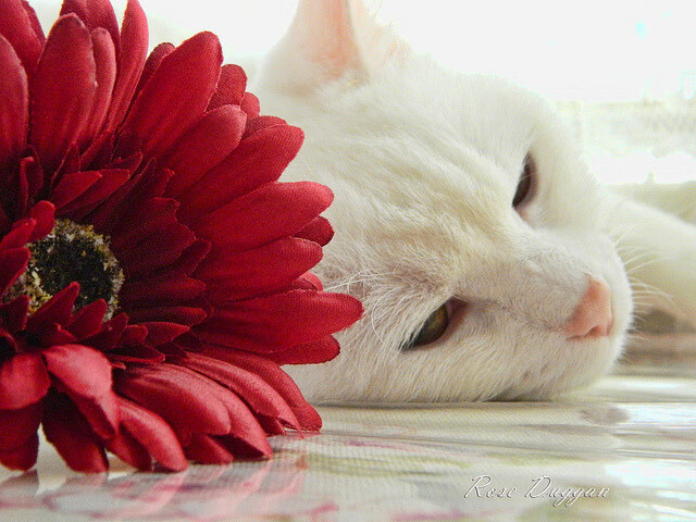 开云体育下载-双线争锋，辽宁队打穿浙江队，拉梅洛F1夺冠接管赛场