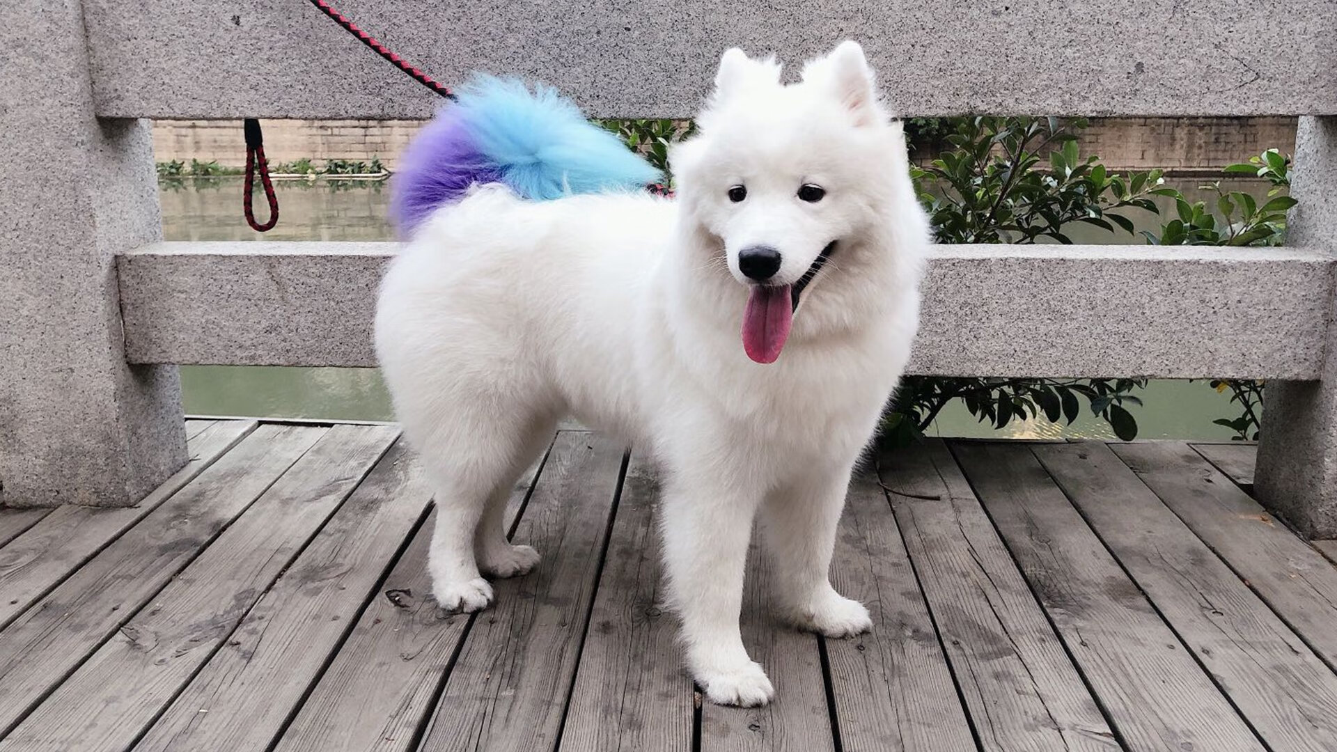 绿茵神行太保!三笘薰主宰德甲争冠惊魂夜