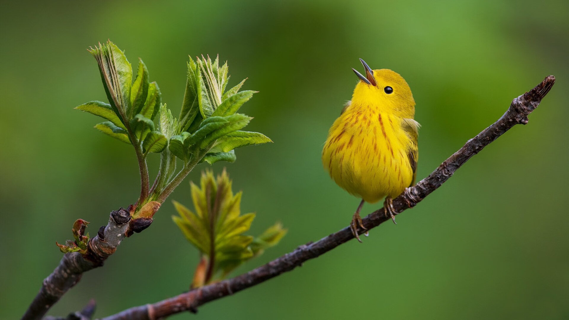 双轨竞速,从F1街道赛的极速狂飙到拜仁慕尼黑的东方突围战
