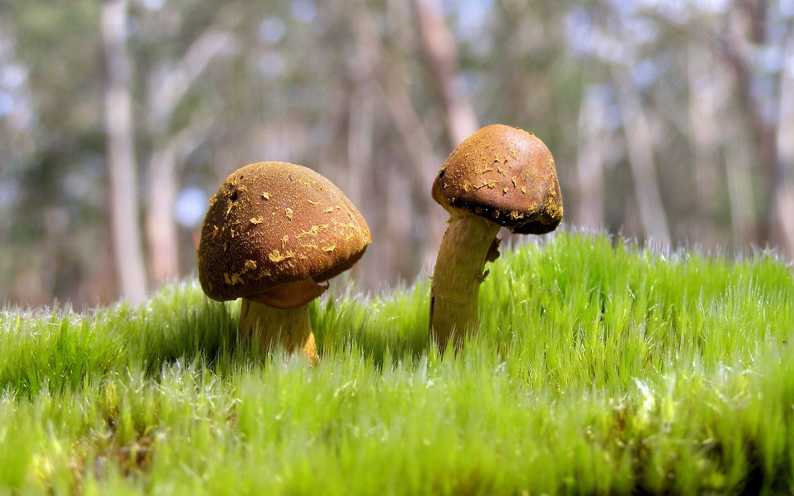 开云平台-楚阿梅尼中场巨塔爆发，伊拉克战术革命压制智利，现代足球的双重变奏