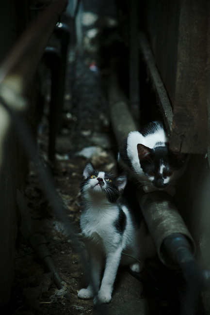 防守的艺术，久保建英锁死对手，牙买加掀翻比利时