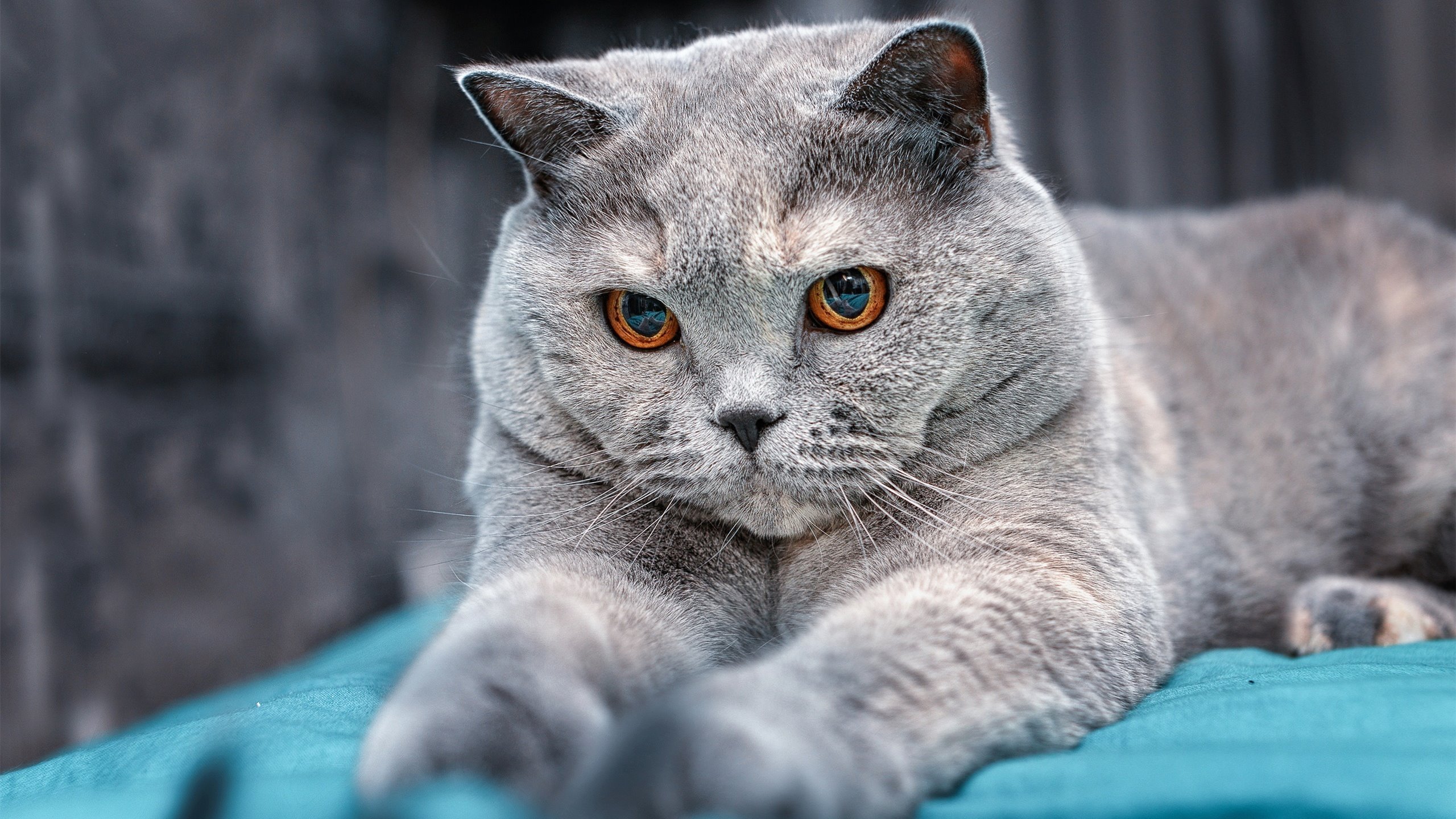 开云体育下载-速度与团队，F1争冠战扣人心弦，步行者淘汰广东队震撼篮坛