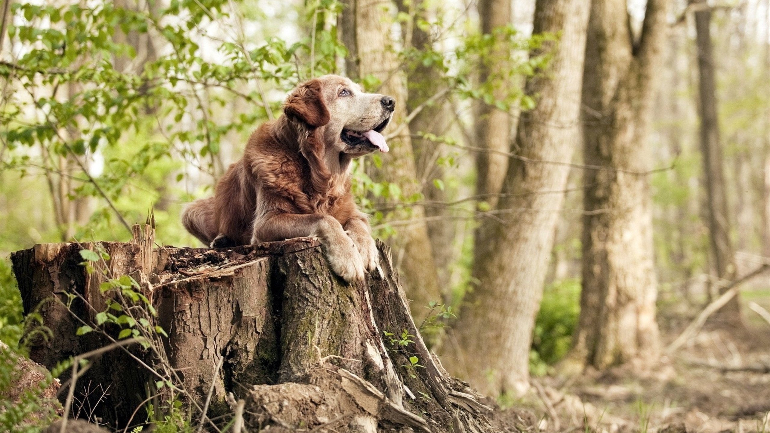 嘘声中的节奏师，孔德如何将伯纳乌的狂躁化为指尖的静默