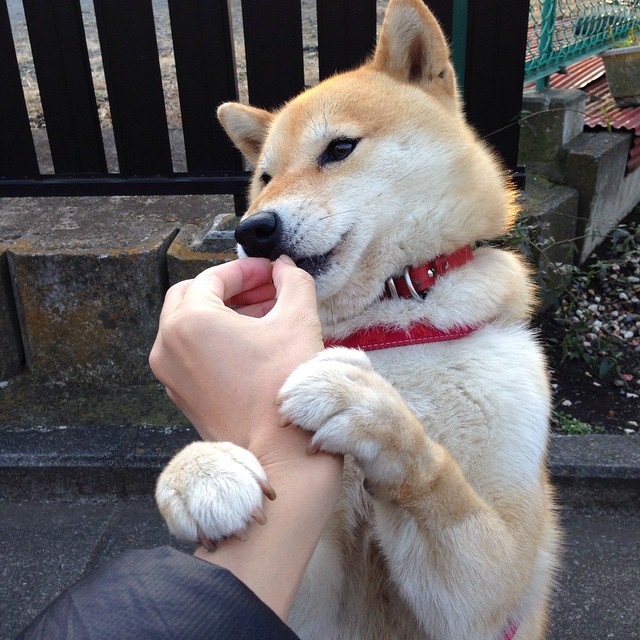 吉林队为何能用三分雨浇灭凯尔特人？抢七战背后的火力哲学